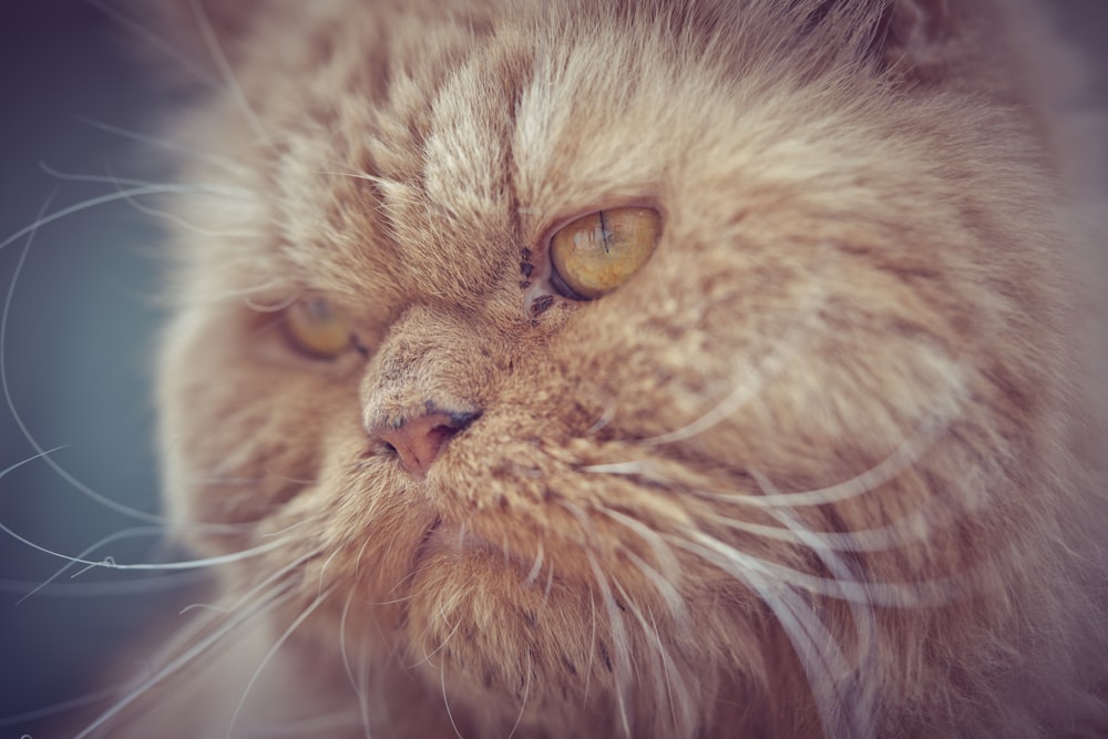 orange tabby cat in close up photography