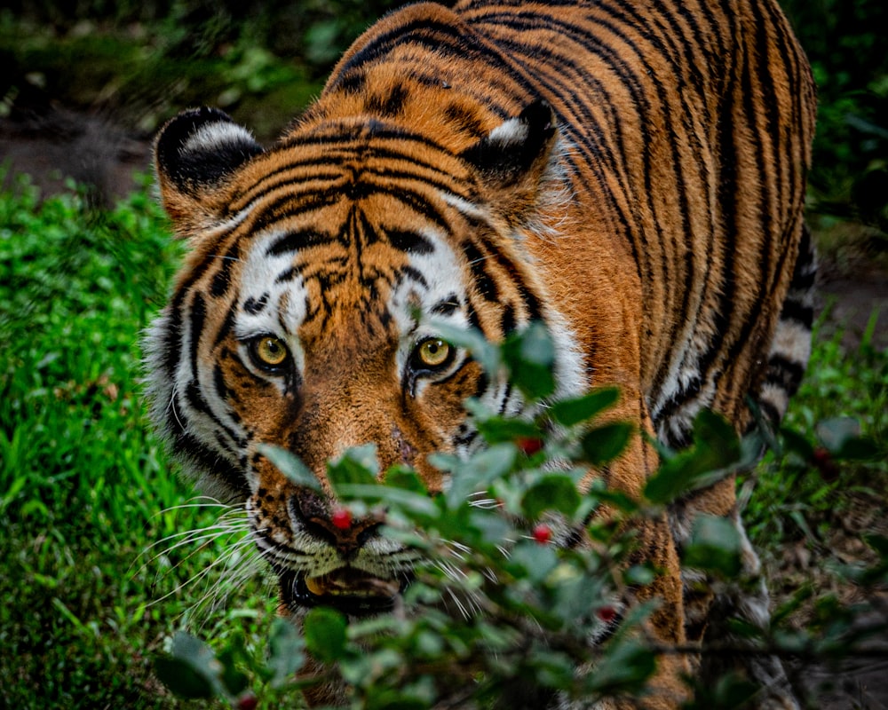 brown and black tiger on green grass during daytime