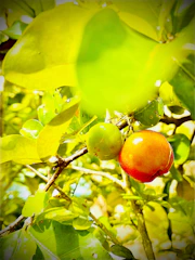 Close-up of vibrant fruit trees treated with organic solutions.
