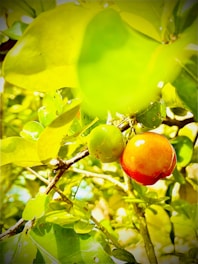 Close-up of ripe jujubier fruits hanging on a lush green branch under Moroccan sunlight.