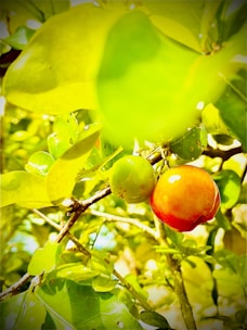 Close-up of vibrant fruit trees heavy with colorful, fresh fruit.