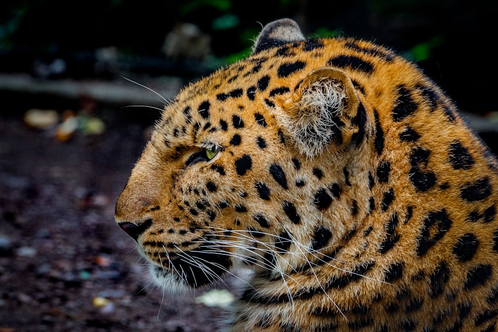 brown and black leopard in close up photography