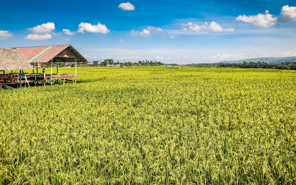 brown wooden house on green grass field under blue sky during daytime