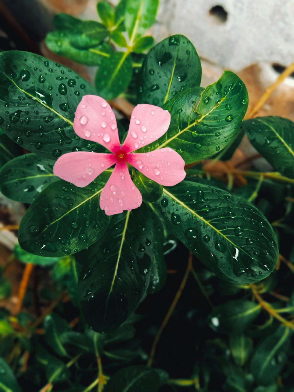 red and green leaf plant