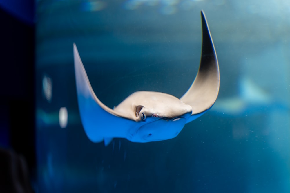 white and blue dolphin in water