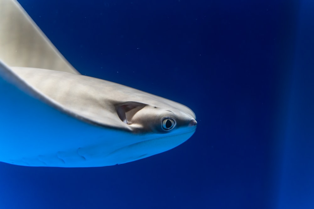 blue and white shark underwater