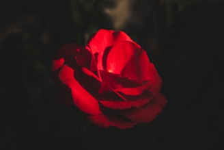 A single, vibrant red rose is prominently featured against a dark background, with dramatic lighting emphasizing its petals.