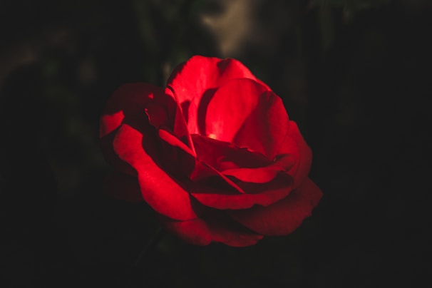 A minimalist black background with a single bright red rose in focus.