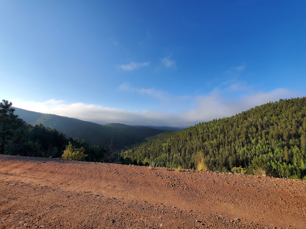 árboles verdes en campo marrón bajo el cielo azul durante el día