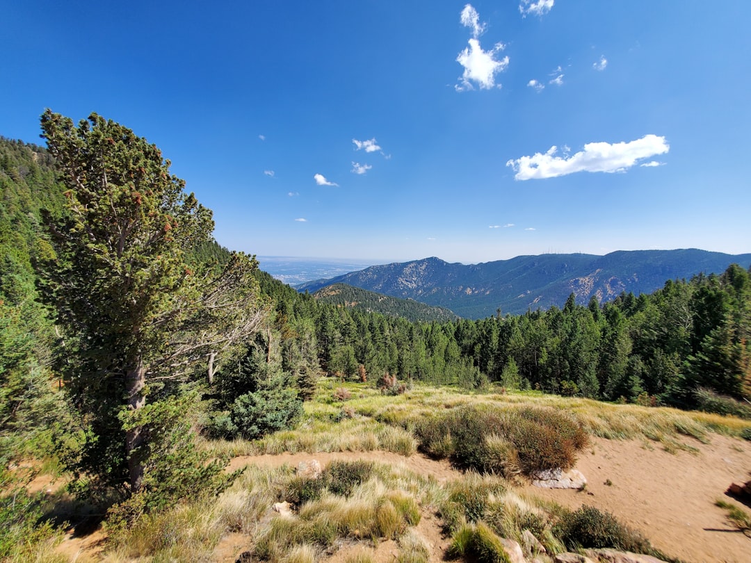 green trees on mountain under blue sky during daytime