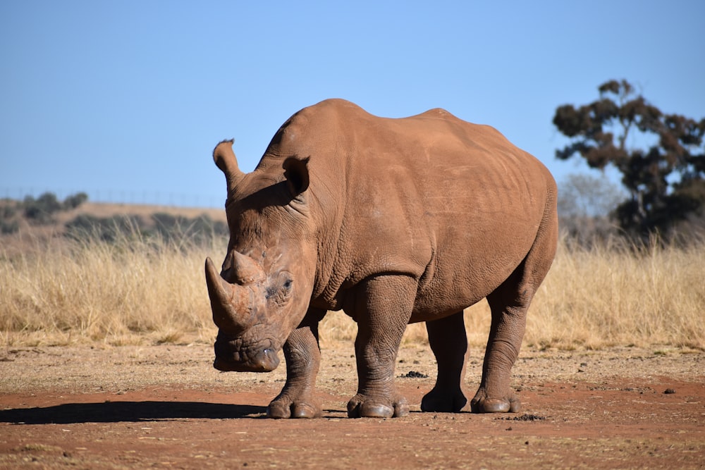 brown rhinoceros on brown field during daytime