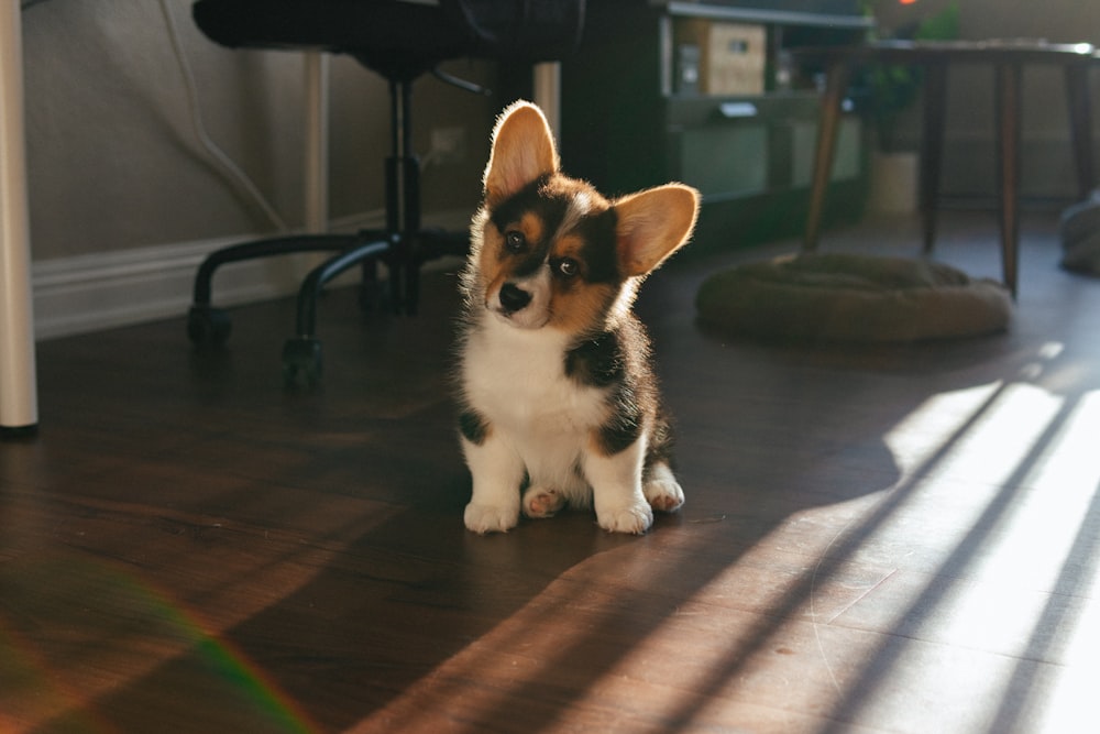 black white and brown short coated dog sitting on brown wooden floor