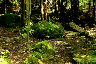 Sunlit forest floor with scattered ayurvedic herbs and soft morning light filtering through leaves.