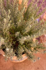 A lush, green plant with needle-like leaves is growing in a basket. The plant appears dense, with multiple branches extending outward and upwards. The lighting suggests a warm, natural setting, possibly illuminated by the sun.