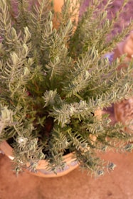 A lush, green plant with needle-like leaves is growing in a basket. The plant appears dense, with multiple branches extending outward and upwards. The lighting suggests a warm, natural setting, possibly illuminated by the sun.