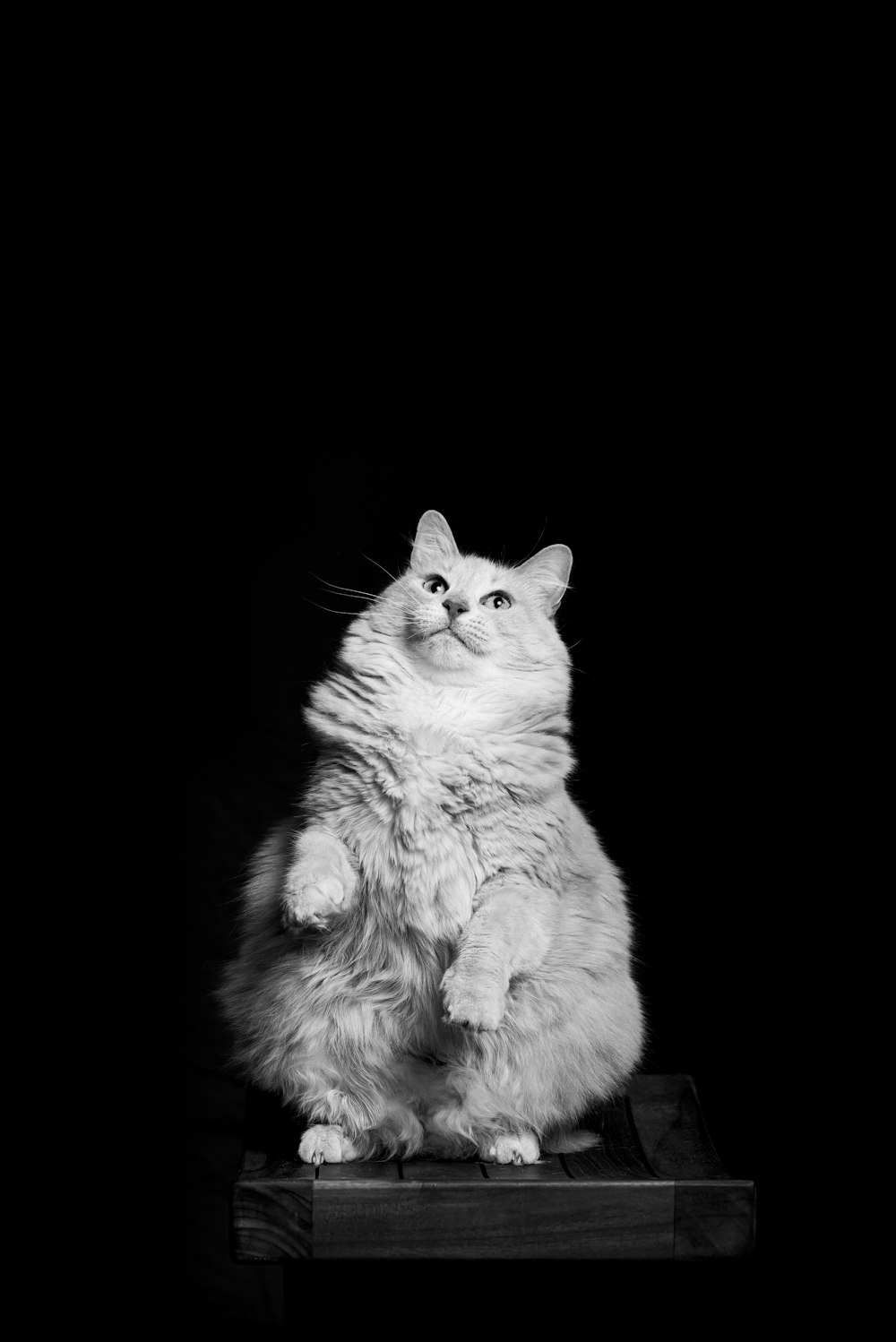 grayscale photo of long fur cat