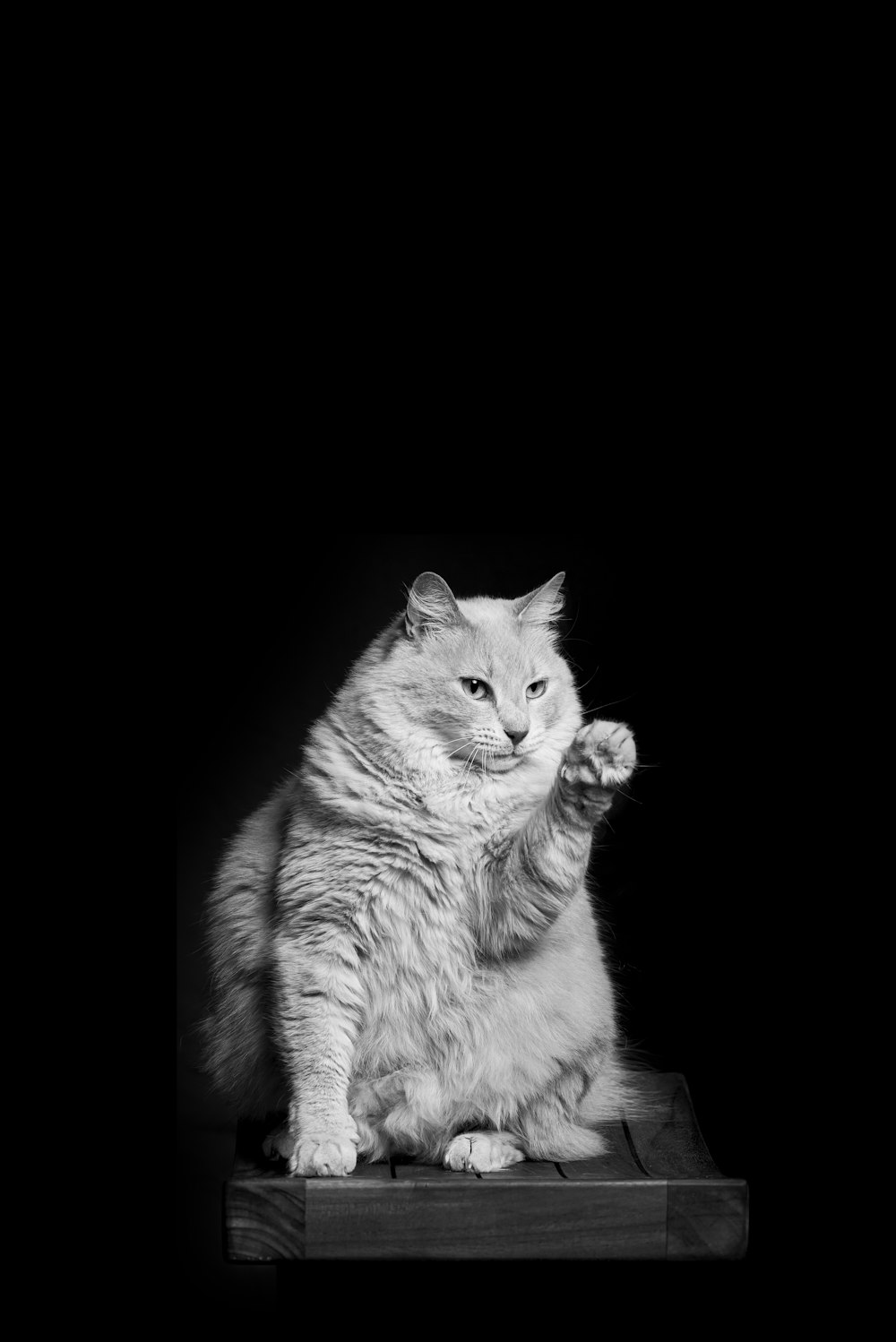 grayscale photo of cat on black background
