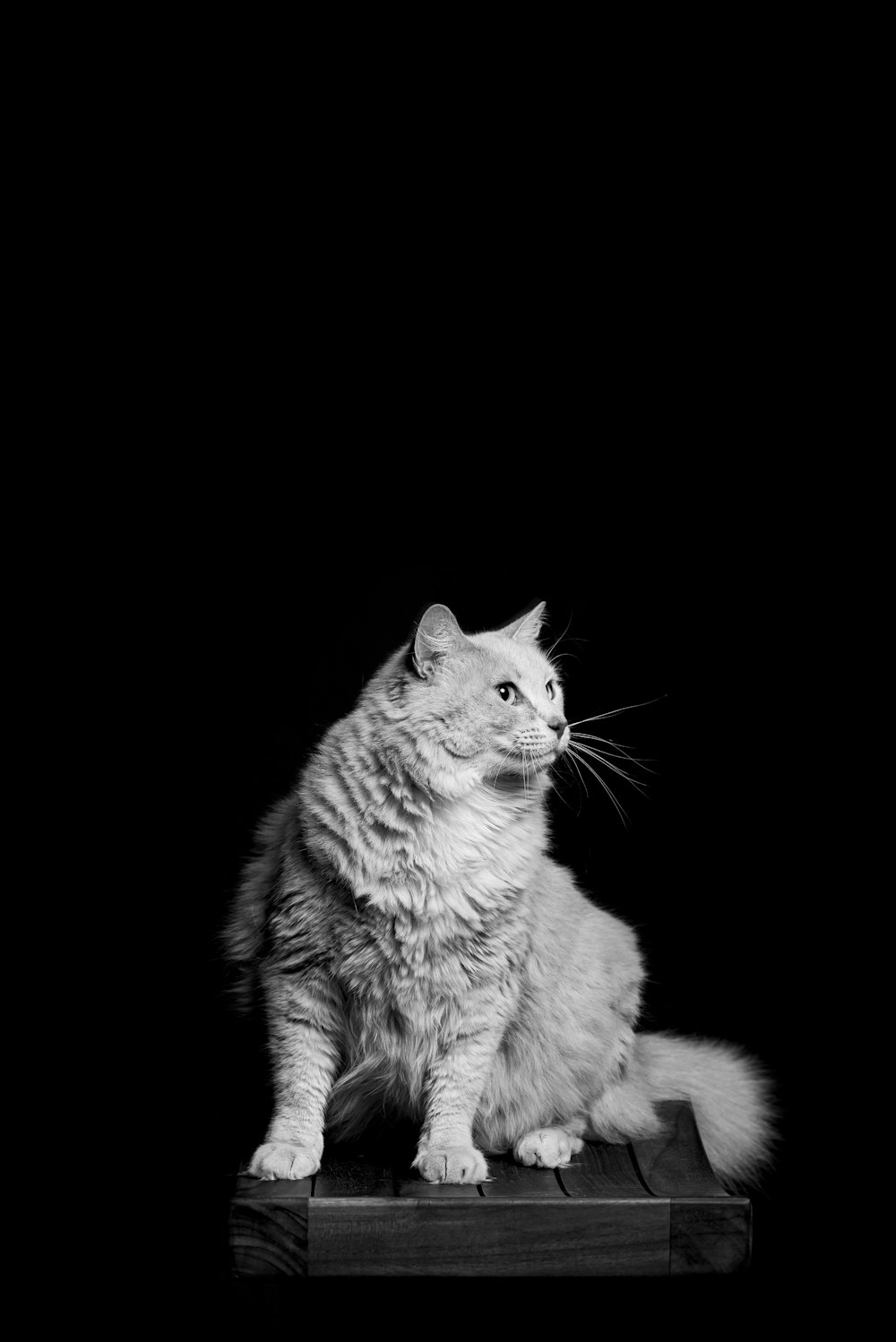 grayscale photo of cat on black background