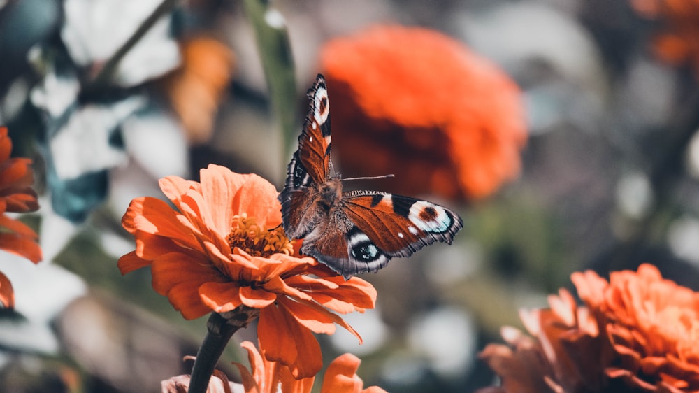 brown black and white butterfly on orange flower