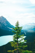 green tree near lake and mountains during daytime