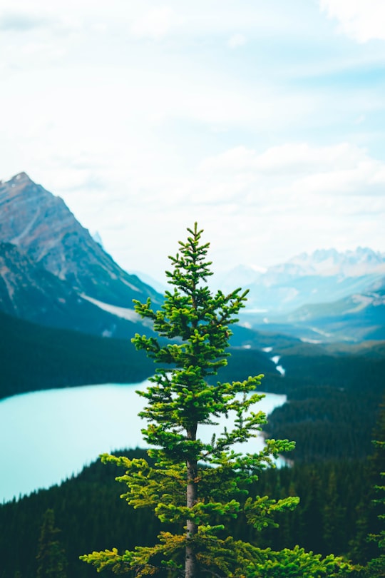 green tree near lake and mountains during daytime in Peyto Lake Canada