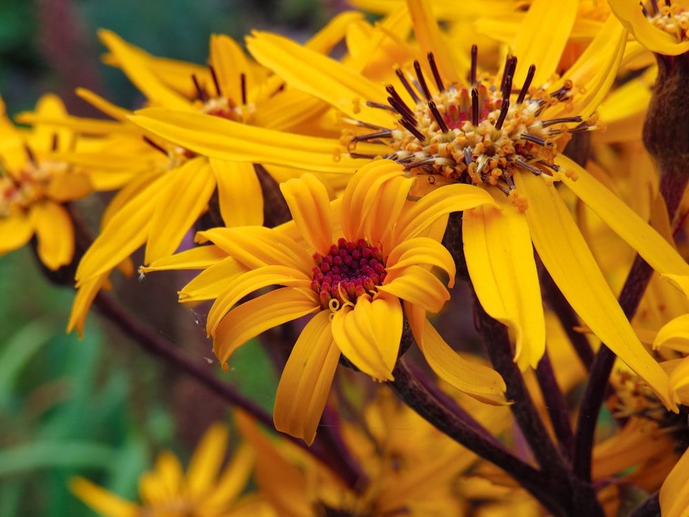 yellow flower in tilt shift lens