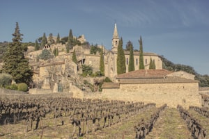 French vineyard and wine