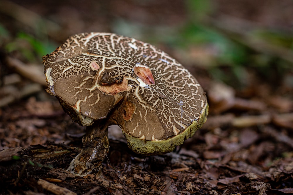 brown and green mushroom in close up photography