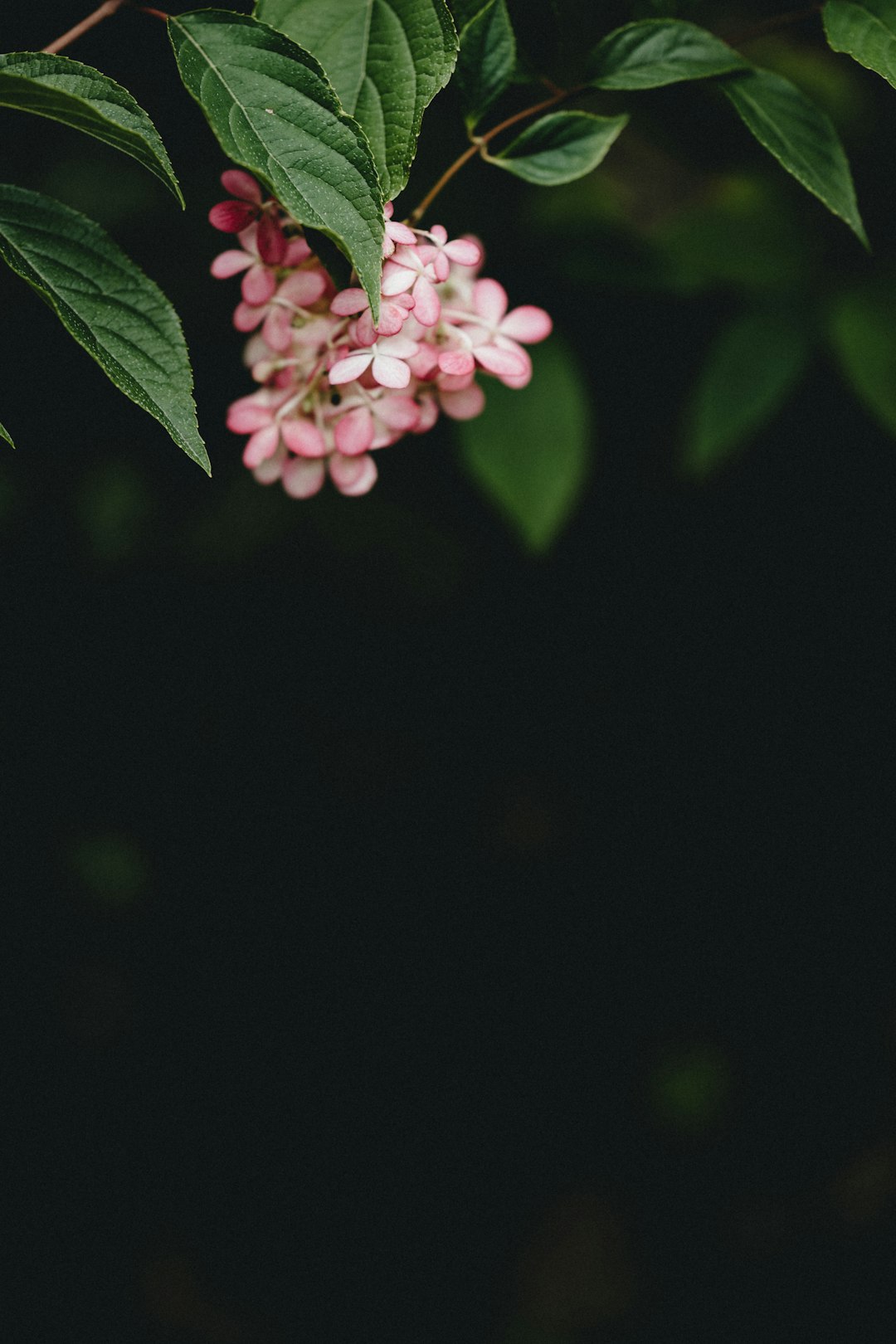 pink flower in tilt shift lens