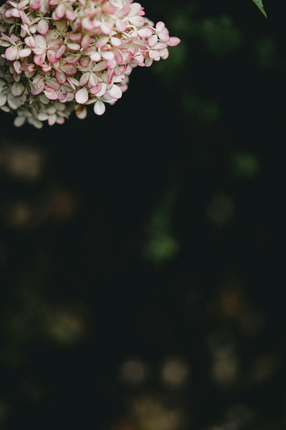 クローズアップ写真の白とピンクの花