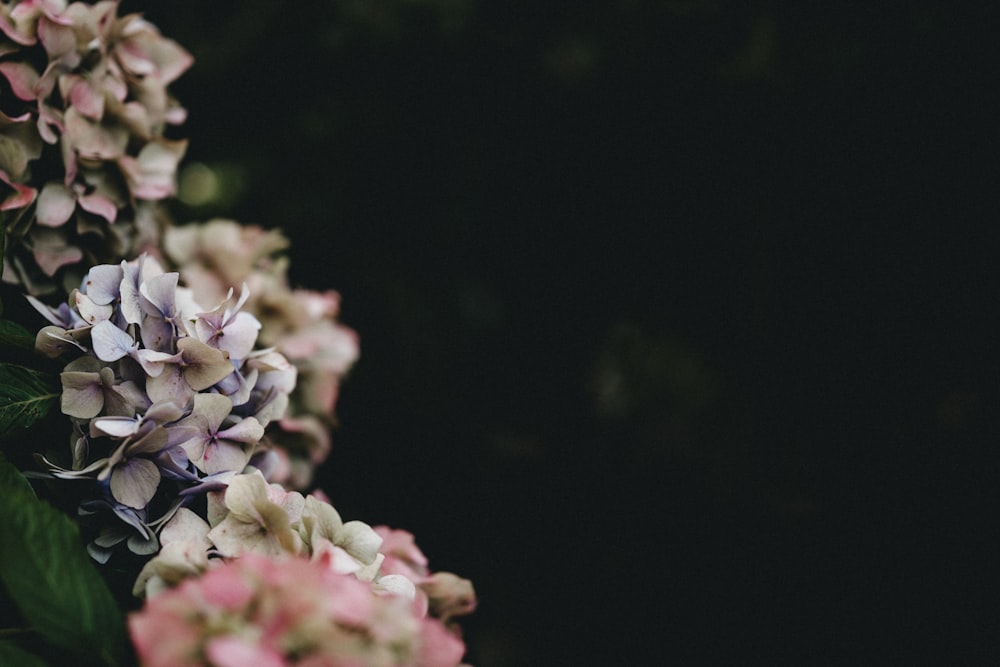 white and purple flower in close up photography