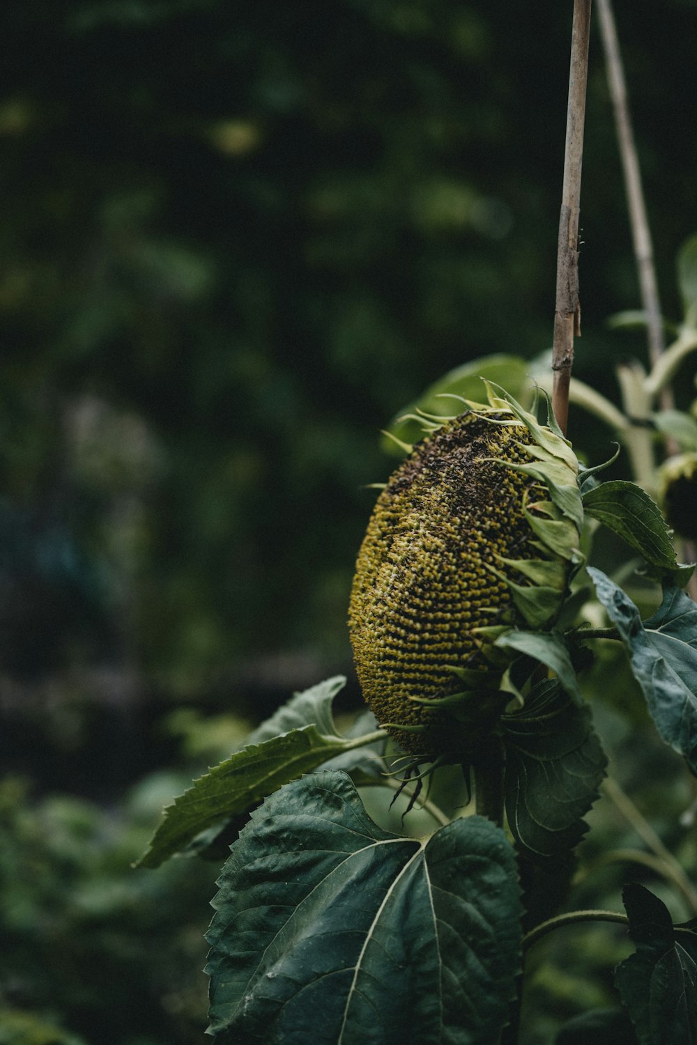 green oval fruit on green leaves