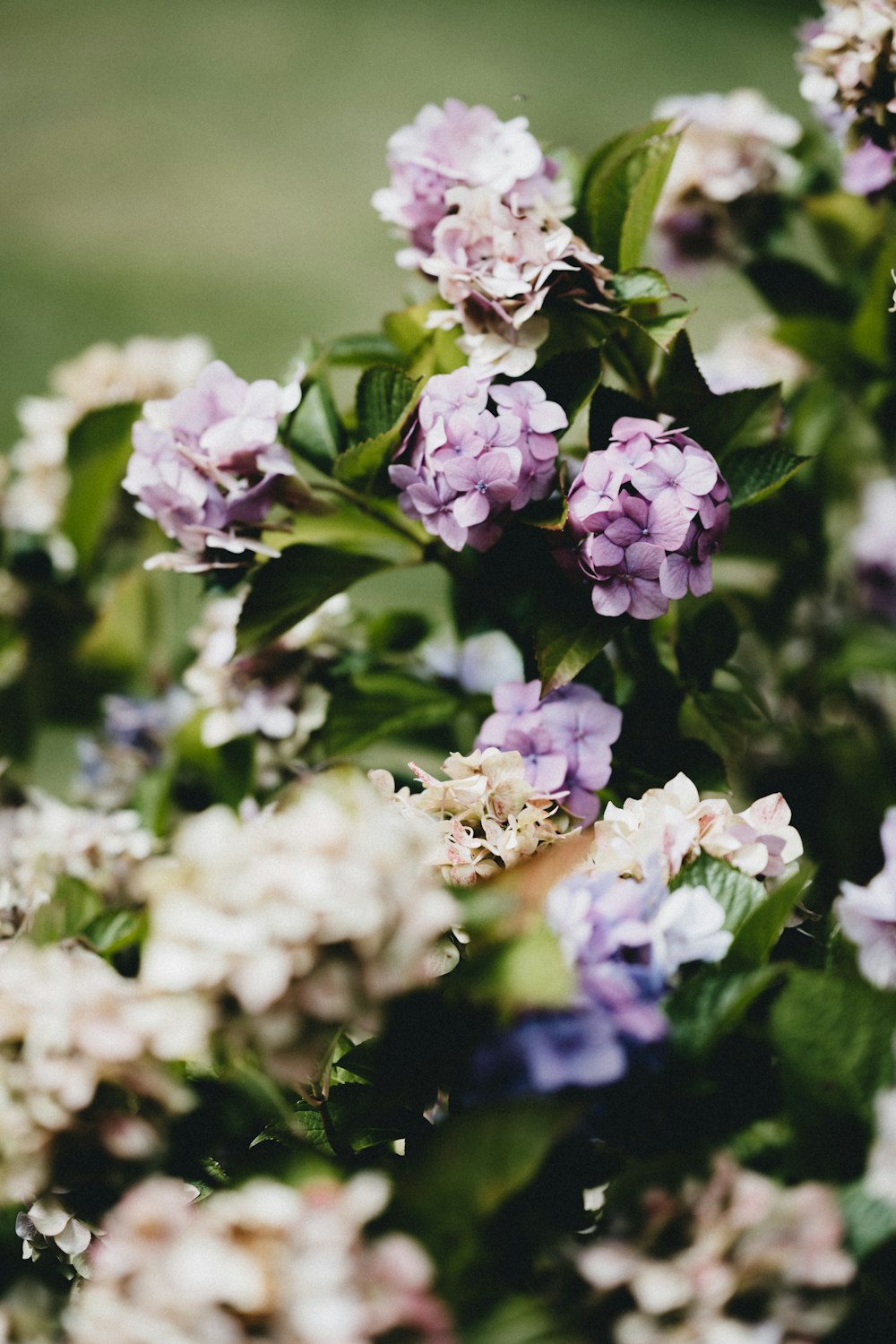 purple and white flowers in tilt shift lens