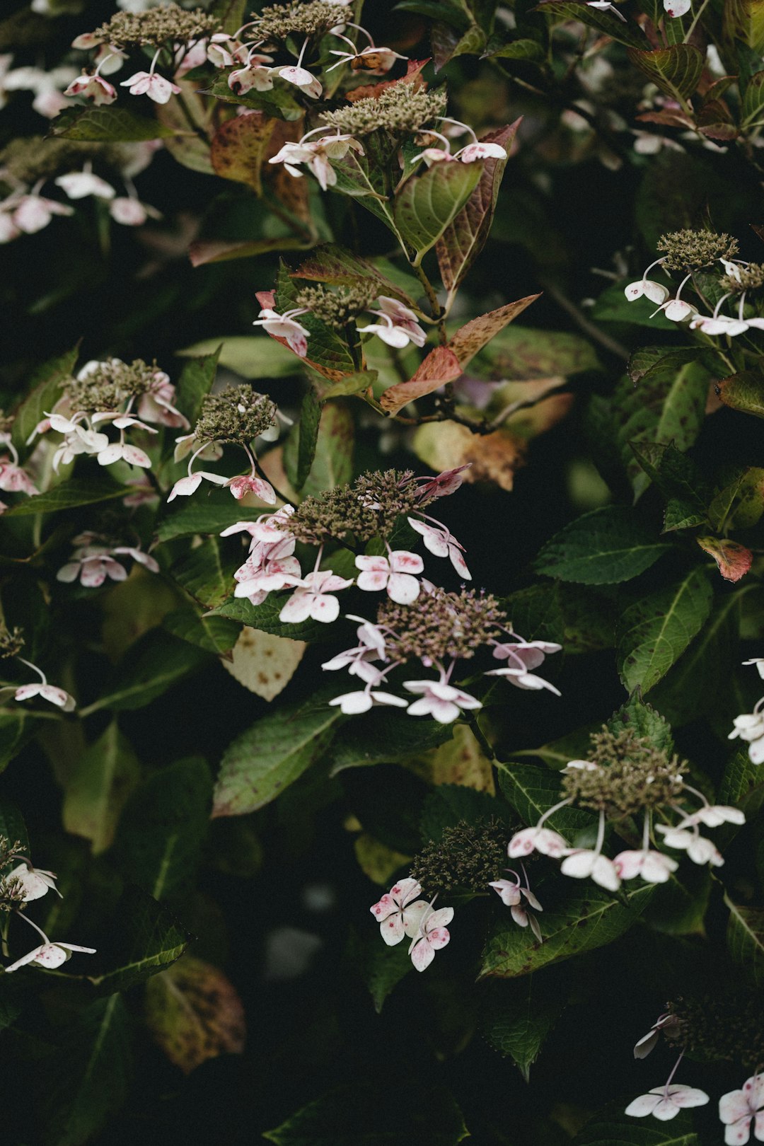 white flowers with green leaves