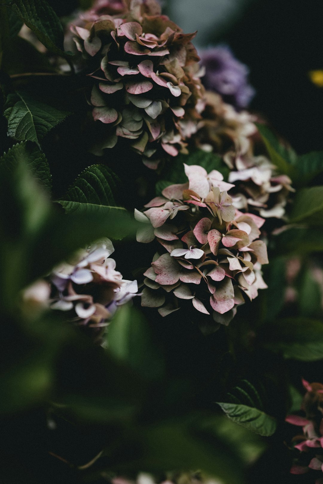 white flowers with green leaves