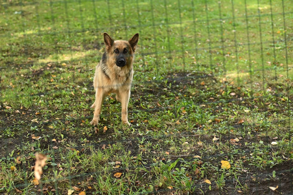 brown and black german shepherd on green grass field during daytime