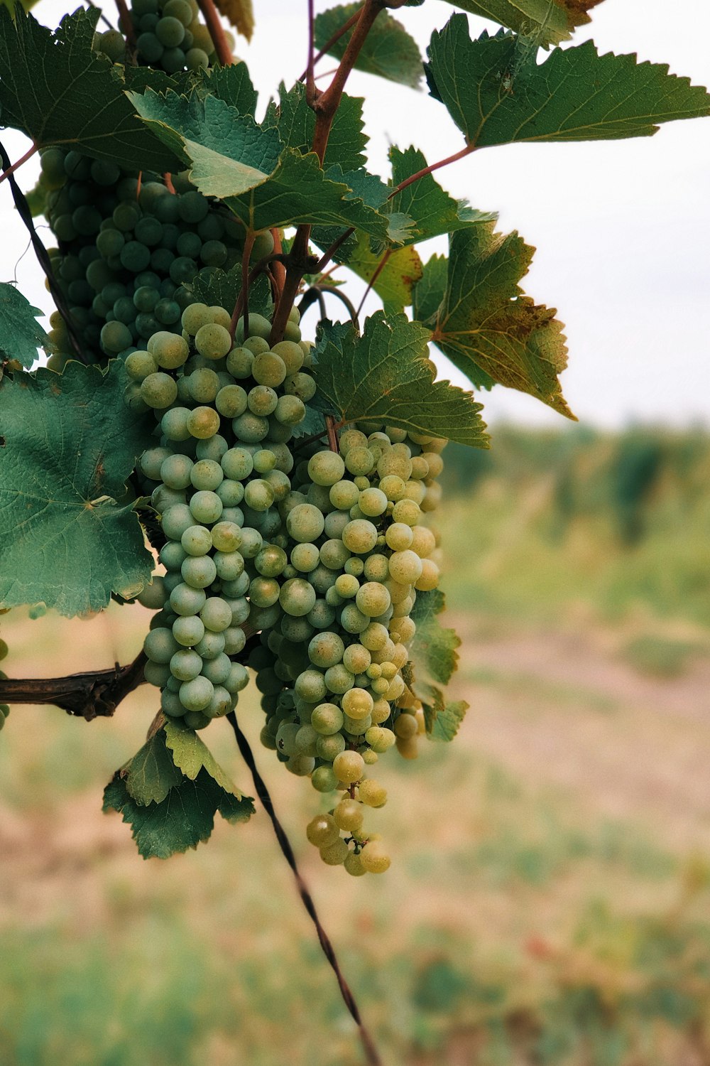 green grapes on tree during daytime