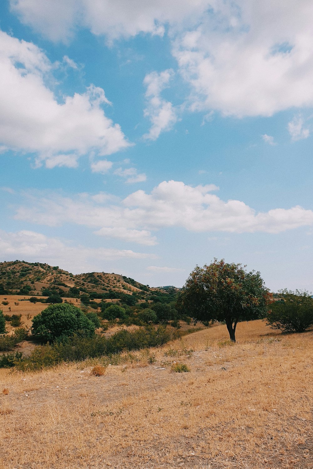 green tree on brown grass field under blue sky and white clouds during daytime