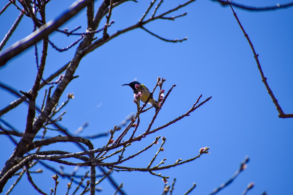 black and brown bird on brown tree branch during daytime