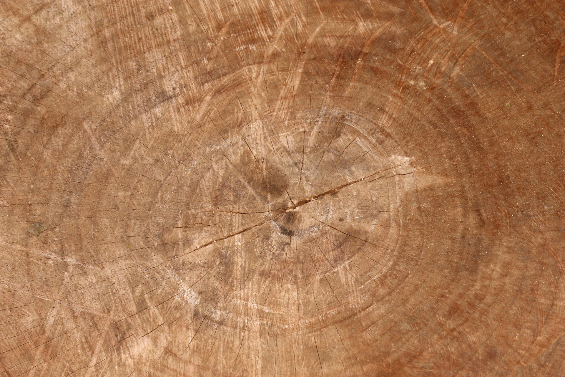black and white spider on brown wooden surface