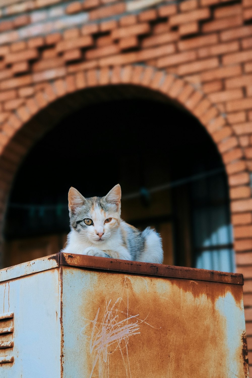white and gray cat on brown wooden window