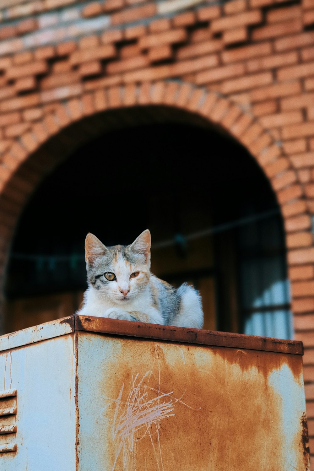 茶色の木製の窓に白と灰色の猫