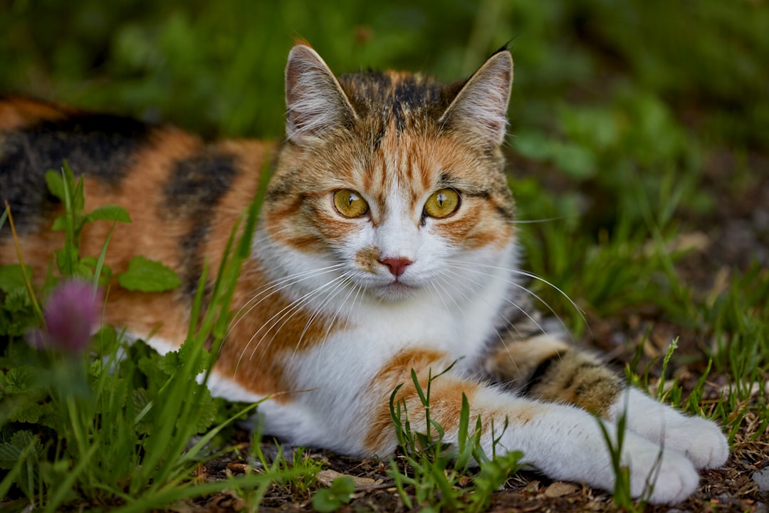 brown white and black cat on green grass during daytime