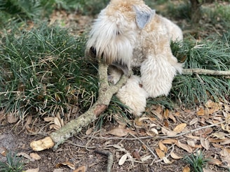 A fluffy dog with a shaggy beige coat is chewing or playing with a large stick. The dog is situated within a natural setting with patches of green grass and dried leaves on the ground.