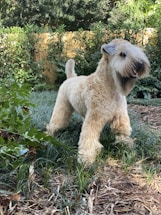 A fluffy, light-colored dog with a long, shaggy coat stands confidently in a garden setting. The dog’s face is partially obscured by its fur, and its tail is slightly curled. Surrounding the dog is a variety of green plants and grass, with a wooden fence in the background.