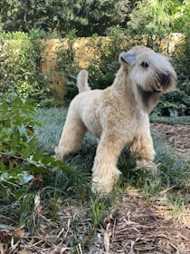 A fluffy, light-colored dog with a long, shaggy coat stands confidently in a garden setting. The dog’s face is partially obscured by its fur, and its tail is slightly curled. Surrounding the dog is a variety of green plants and grass, with a wooden fence in the background.