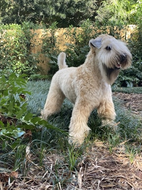 A fluffy, light-colored dog with a long, shaggy coat stands confidently in a garden setting. The dog’s face is partially obscured by its fur, and its tail is slightly curled. Surrounding the dog is a variety of green plants and grass, with a wooden fence in the background.