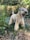 A fluffy, light-colored dog with a long, shaggy coat stands confidently in a garden setting. The dog’s face is partially obscured by its fur, and its tail is slightly curled. Surrounding the dog is a variety of green plants and grass, with a wooden fence in the background.