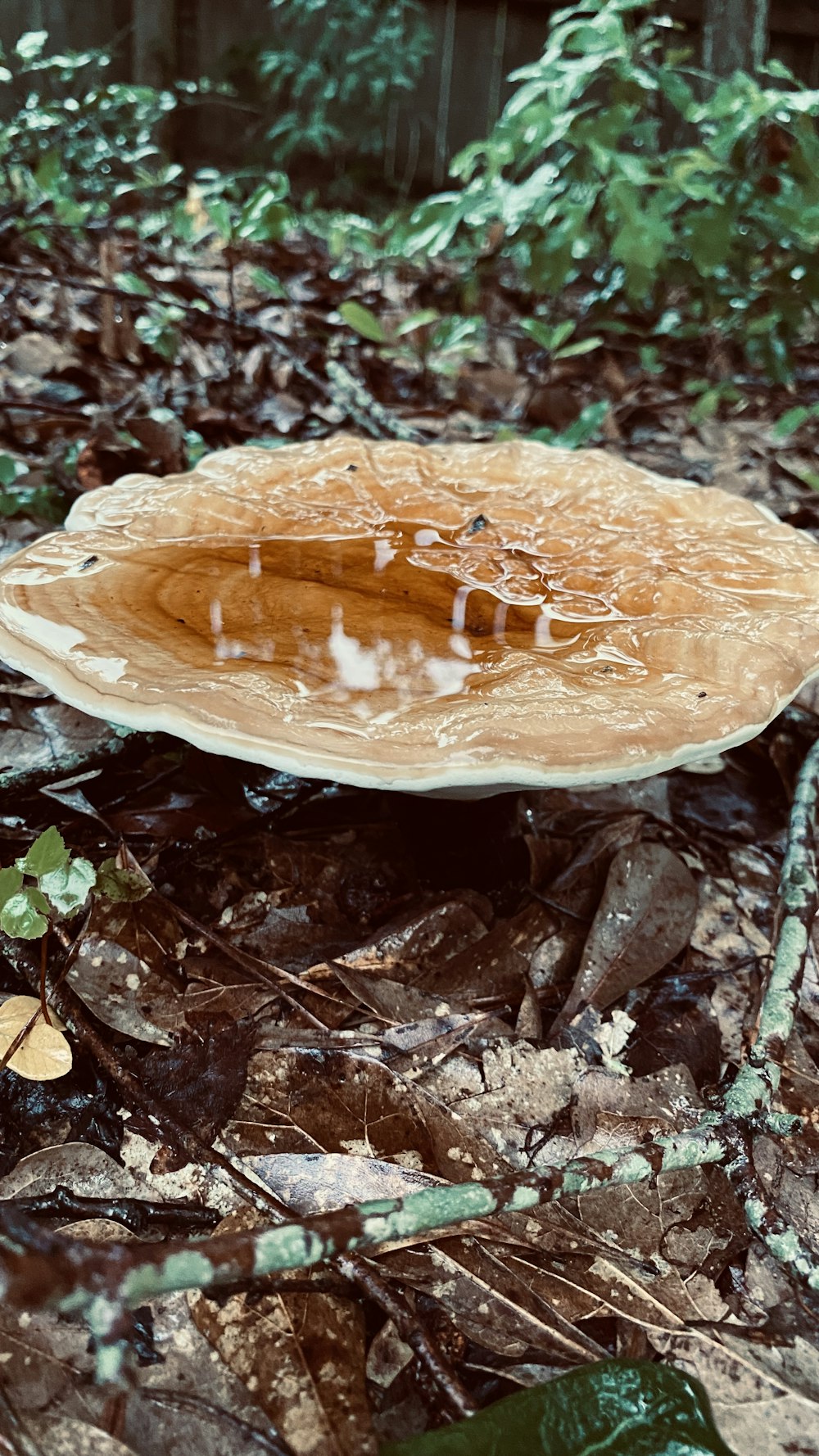 brown dried leaf on ground