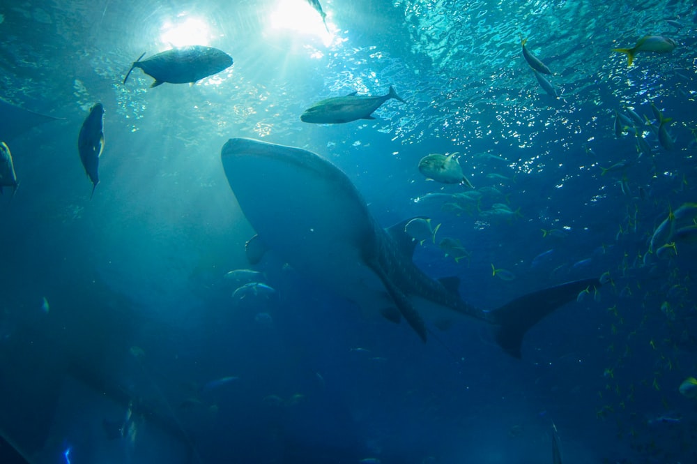 black and white shark underwater